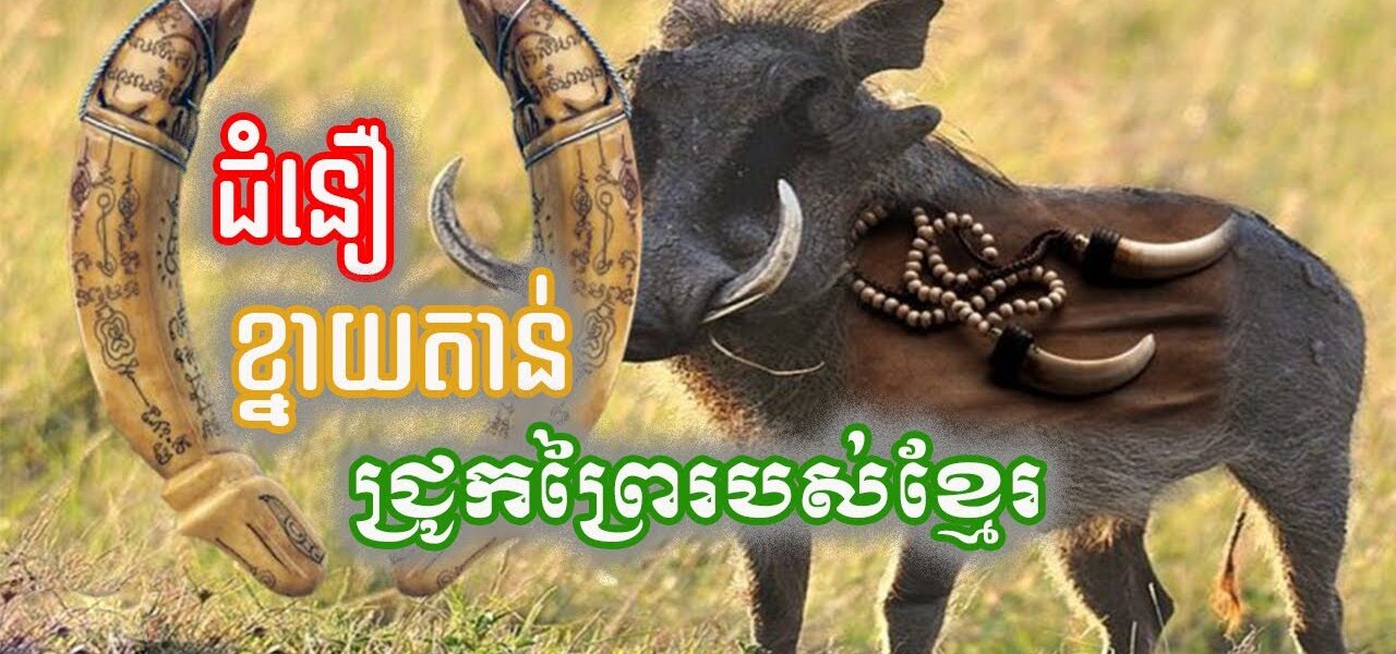 តោះមកដឹង! ជំនឿ​លើ​ខ្នាយ​តាន់ឬចែកាច់​ជ្រូក​ព្រៃ​របស់​ខ្មែរ