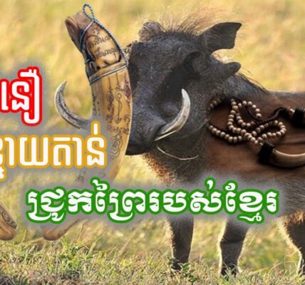 តោះមកដឹង! ជំនឿ​លើ​ខ្នាយ​តាន់ឬចែកាច់​ជ្រូក​ព្រៃ​របស់​ខ្មែរ
