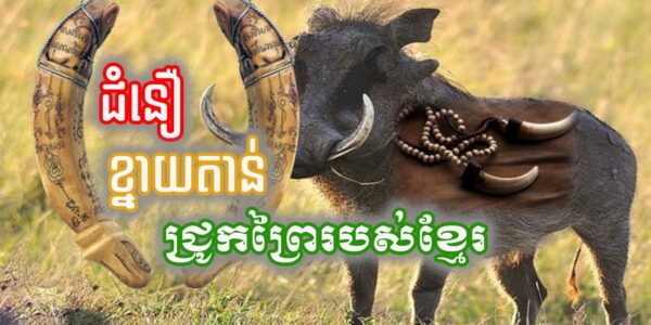 តោះមកដឹង! ជំនឿ​លើ​ខ្នាយ​តាន់ឬចែកាច់​ជ្រូក​ព្រៃ​របស់​ខ្មែរ