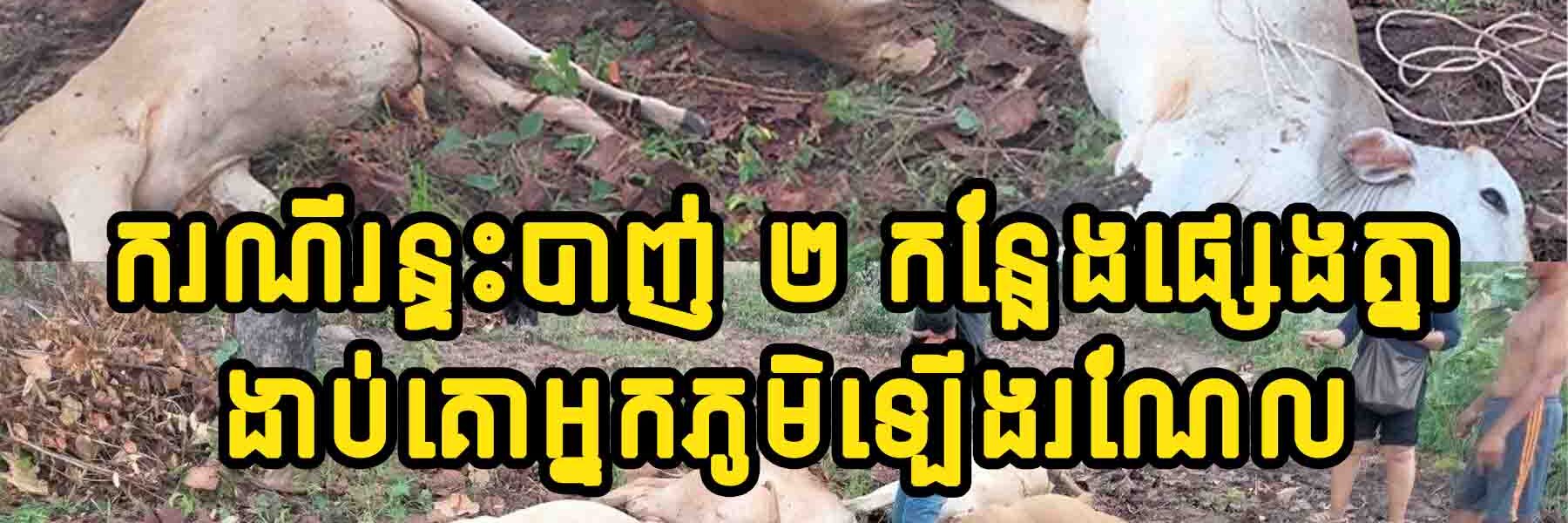 ស្ដាយជំនួស ករណីរ-ន្ទះបា-ញ់ ២ កន្លែងផ្សេងគ្នានៅមណ្ឌលគិរី ត្រូវចំគោអ្នកភូមិ ងា-ប់អស់ចំនួន…