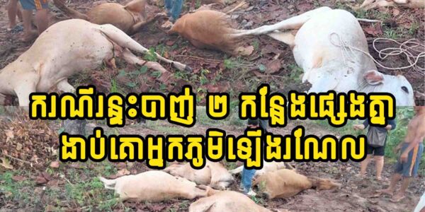 ស្ដាយជំនួស ករណីរ-ន្ទះបា-ញ់ ២ កន្លែងផ្សេងគ្នានៅមណ្ឌលគិរី ត្រូវចំគោអ្នកភូមិ ងា-ប់អស់ចំនួន…