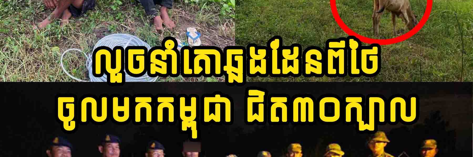 អត់ចេះឈឺចាប់!! លួ.ច​នាំគោ​ឆ្លង​ដែន​ពី​ថៃ​ចូល​មក​កម្ពុជា ជិត​៣០​ក្បាល ចុងក្រោយជាប់ខ្នោះ…..
