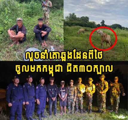 អត់ចេះឈឺចាប់!! លួ.ច​នាំគោ​ឆ្លង​ដែន​ពី​ថៃ​ចូល​មក​កម្ពុជា ជិត​៣០​ក្បាល ចុងក្រោយជាប់ខ្នោះ…..