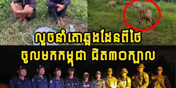 អត់ចេះឈឺចាប់!! លួ.ច​នាំគោ​ឆ្លង​ដែន​ពី​ថៃ​ចូល​មក​កម្ពុជា ជិត​៣០​ក្បាល ចុងក្រោយជាប់ខ្នោះ…..